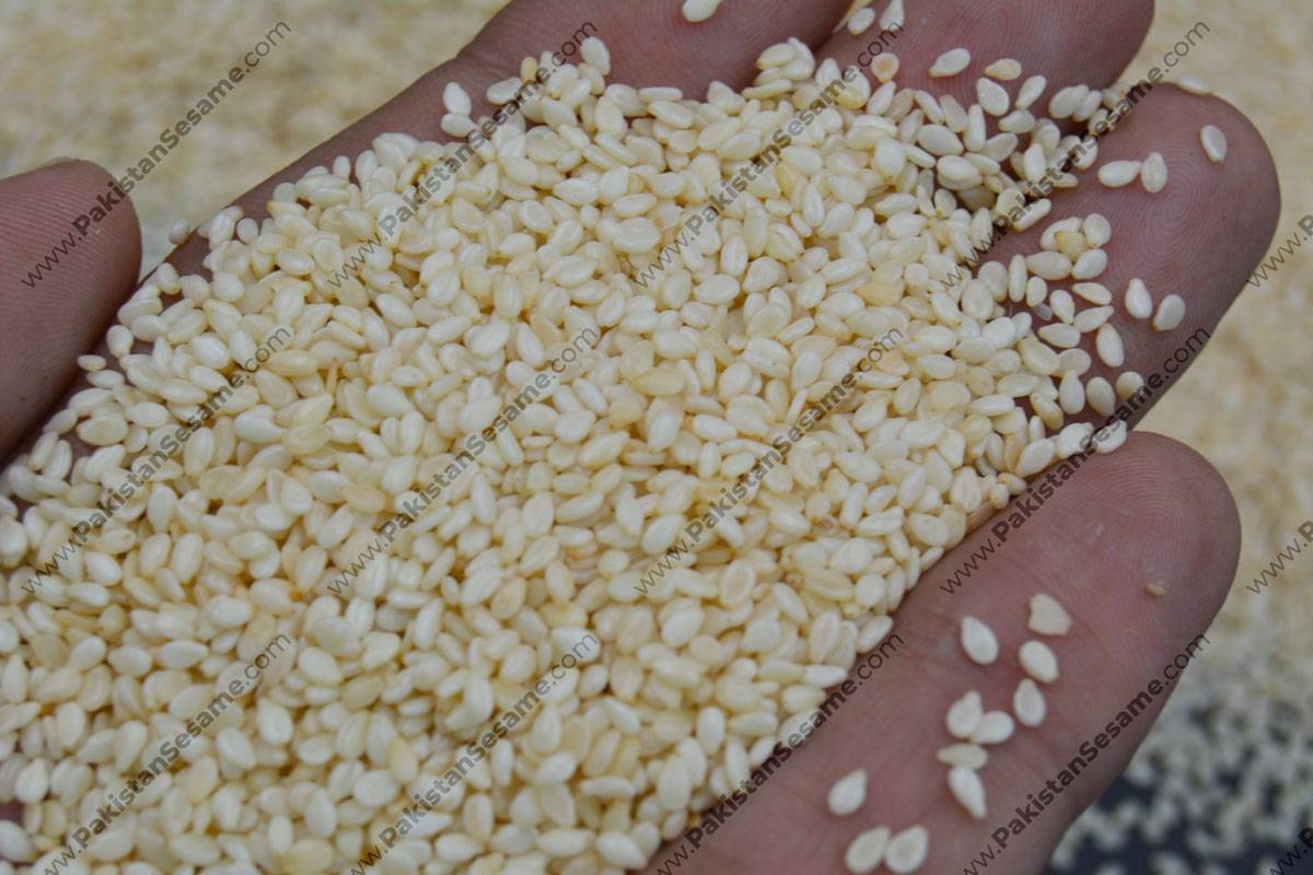 pakistan natural sesame seeds exporters to China